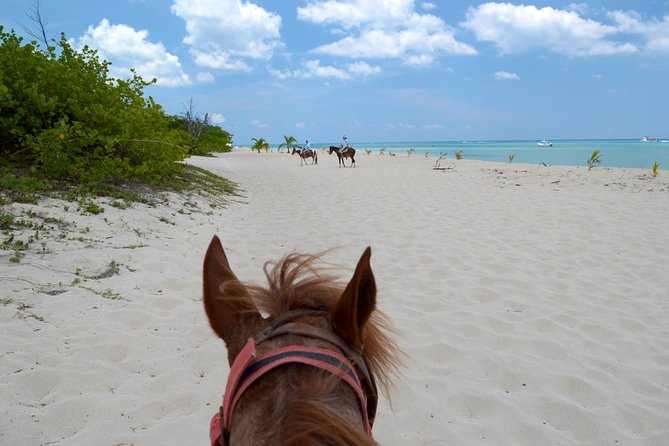 Cozumel Beach Horseback Riding Tour - Last Words