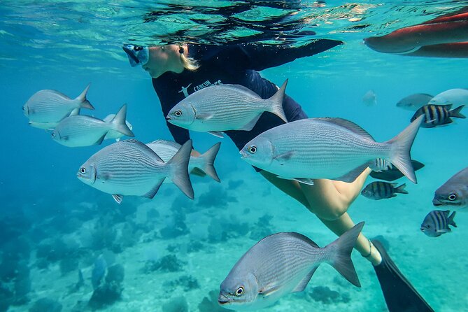 Cozumel Luxury Sailing & Snorkeling With Lunch and Open Bar Onboard - Customer Reviews & Ratings