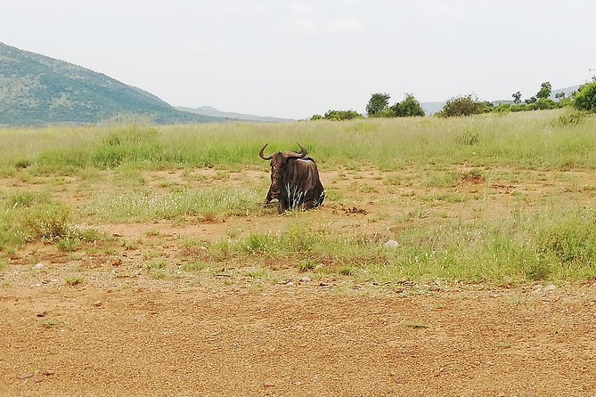 Cradle of Human Kind & Lion & Rhino Park Tour Full Day Tour Private - Booking Process