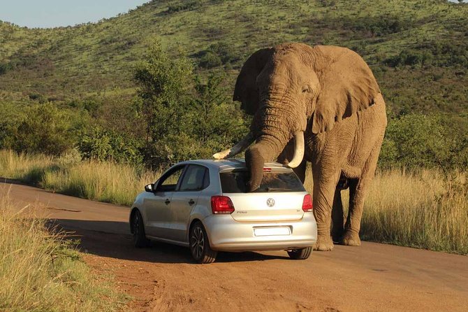 Daily Kruger National Park Safari Private Shuttle - Accessibility and Special Needs