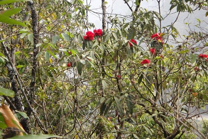 Day Hike in Kathmandu Valley - Enjoying the Scenic Views