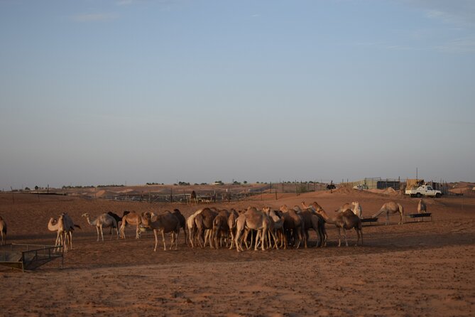 Desert Safari Dubai - Entertainment Highlights