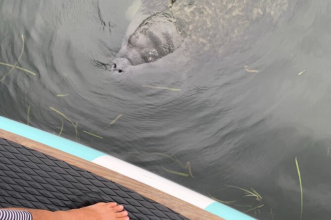 Dolphin and Manatee Adventure Tour of Osprey With Florida History - Customer Reviews