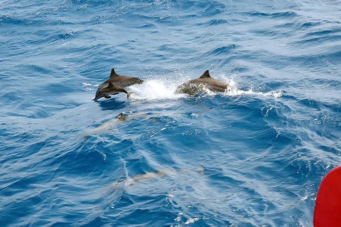 Dolphin House Royal VIP Snorkeling Sea Trip, Lunch, Water Sports - Hurghada - What To Expect