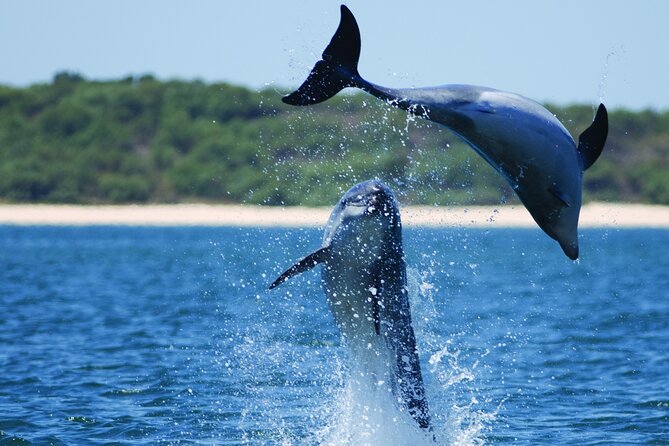 Dolphin Watching: Excursion From Lisbon - Minimum Travelers Requirement