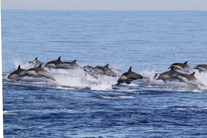 Dolphin Watching in Puerto Escondido - Traveler Experiences