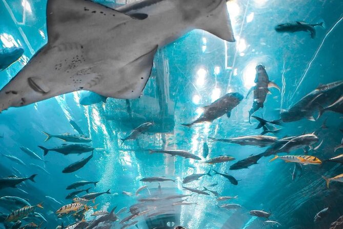 Dubai Aquarium and Underwater Zoo Tickets - Contact and Terms by Viator, Inc