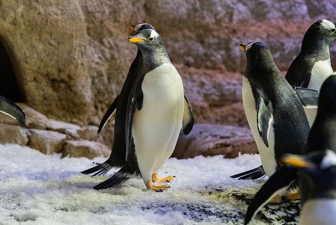 Dubai Aquarium With Penguin or Otter or Crock or Ray Encounter - Encounter Options Available