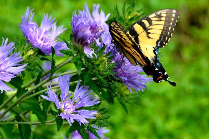 Dubai Butterfly Garden Tickets With Private Transfers - Common questions