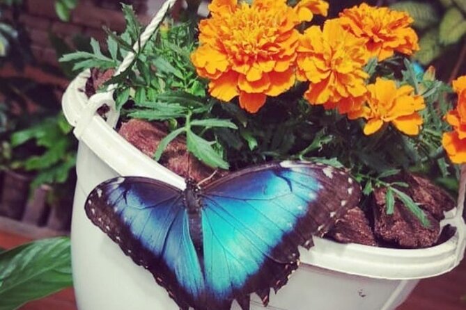 Dubai Butterfly Garden - Common questions