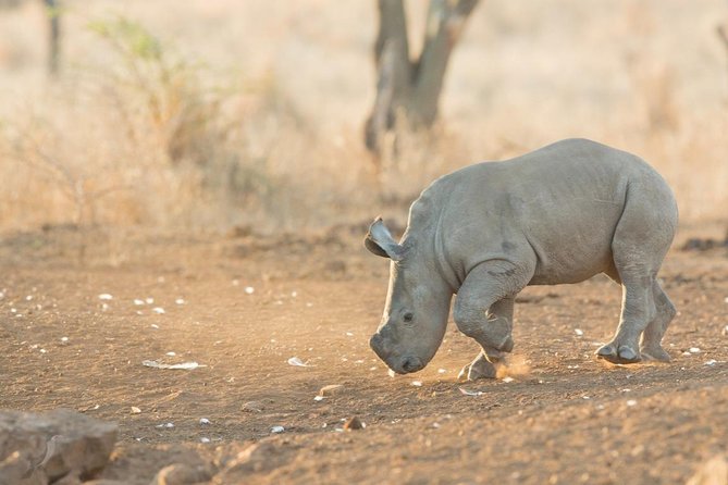 Durban: Go on Safari at 2 Game Reserves (Hluhluwe-Imfolozi) Pro Zeiss Binoculars - Last Words