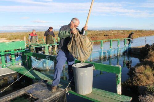 Ebro Delta: Northern Delta Guided Tour With a Local - Common questions