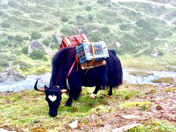 Everest Panorama Trek - 8 Days - Experienced Guides and Porters