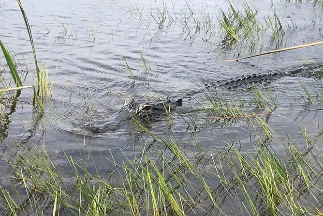 Everglades Airboat Safari Adventure With Transportation - Overall Recommendations