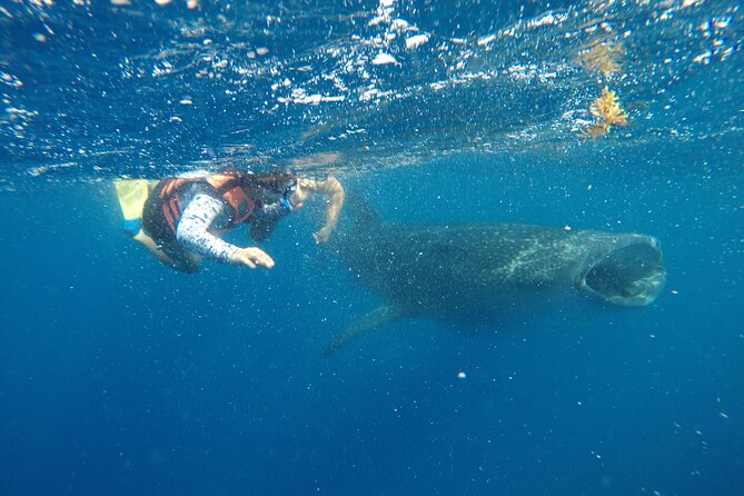 Exciting Swim With Whale Sharks Private VIP Tour - Legal and Administrative Details