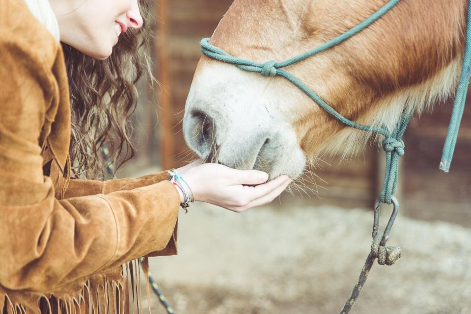 Experience With the Horses: Care, Learning and Dressage - Engage in Dressage Activities