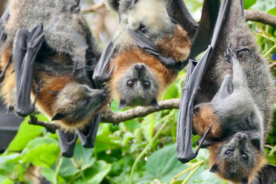 Flying Fox Tour: Australias Largest Bats - Customer Reviews
