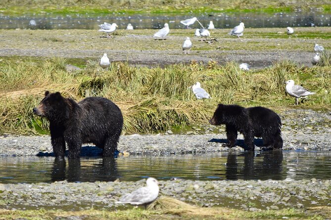 Fortress of the Bears Pack Creek - Common questions