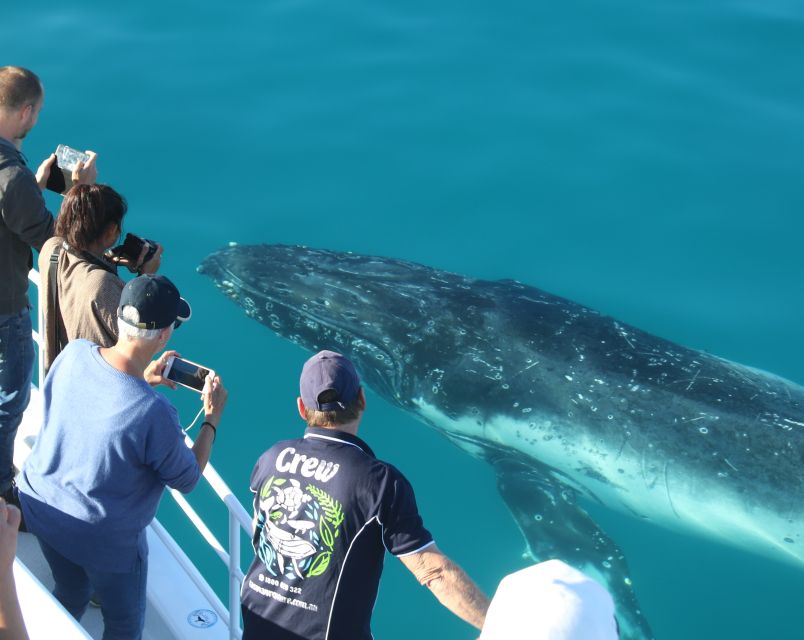 Fraser Island (Kgari): Remote Island and Whale Experience - Whale Swimming Experience