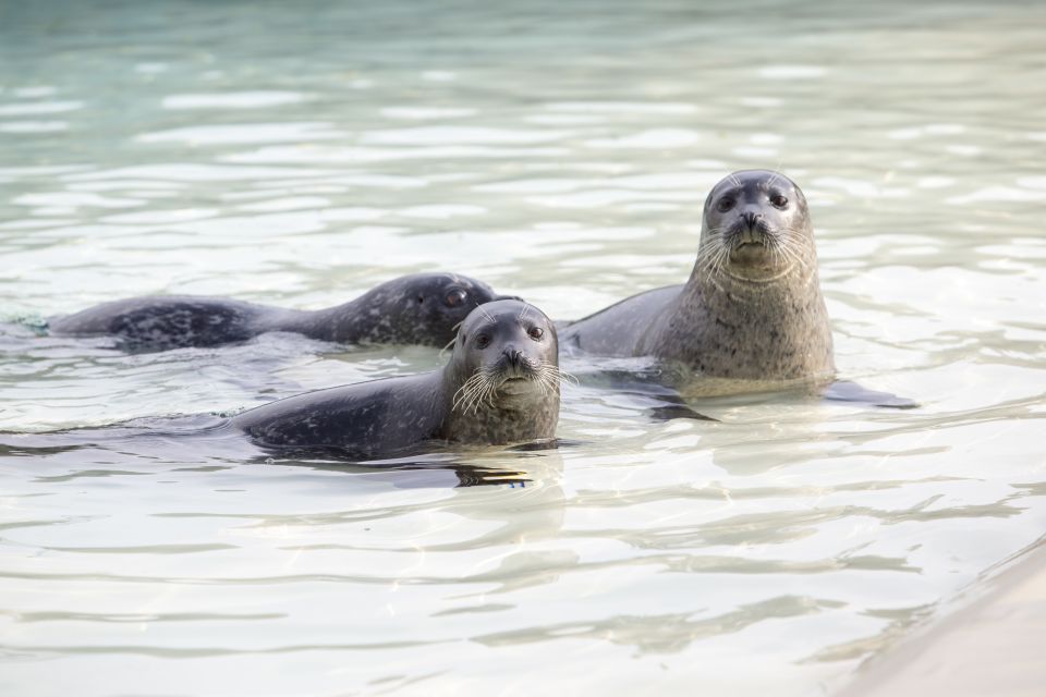 French Riviera: Marineland Entrance Ticket - Last Words