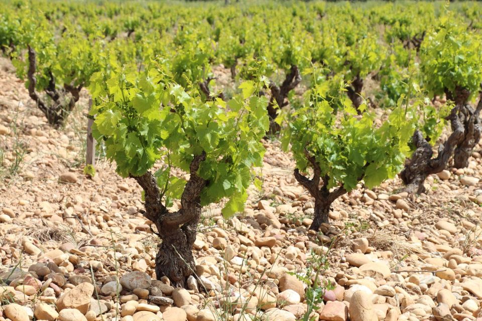 From Aix-En-Provence: Châteauneuf Du Pape Wineries Day Trip - Logistics