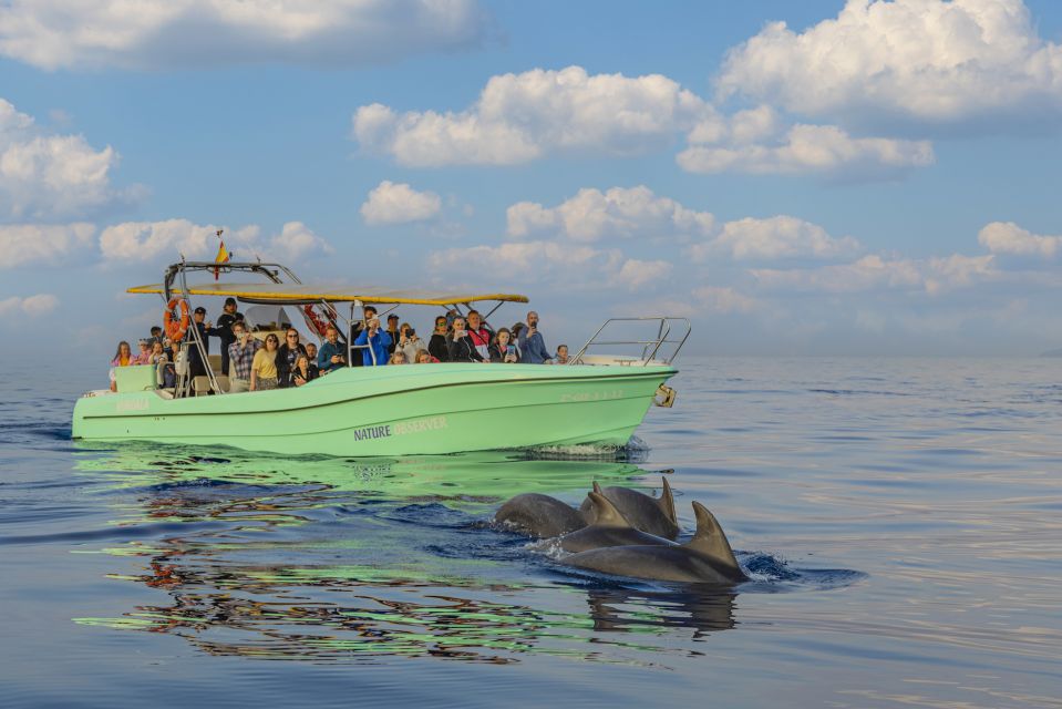 From Alcudia: Sunrise Dolphin Watching Boat Tour - Onboard Experience