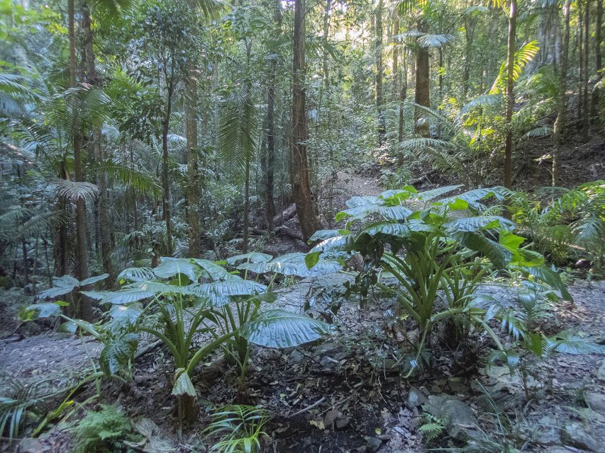 From Brisbane: Maiala Rainforest Private Tour - Important Information