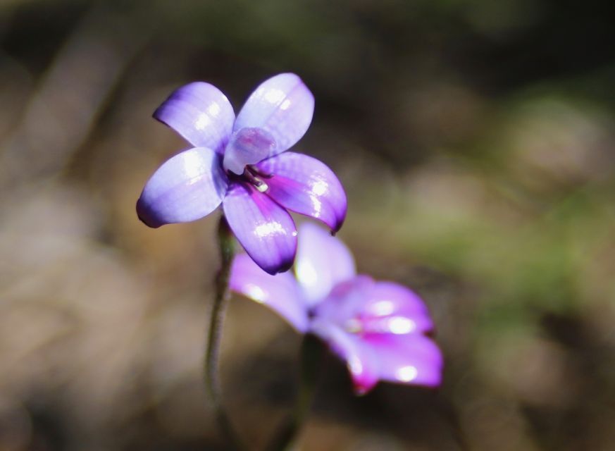 From Busselton: Half-Day Coastal and Wildlife Eco Tour - Important Details