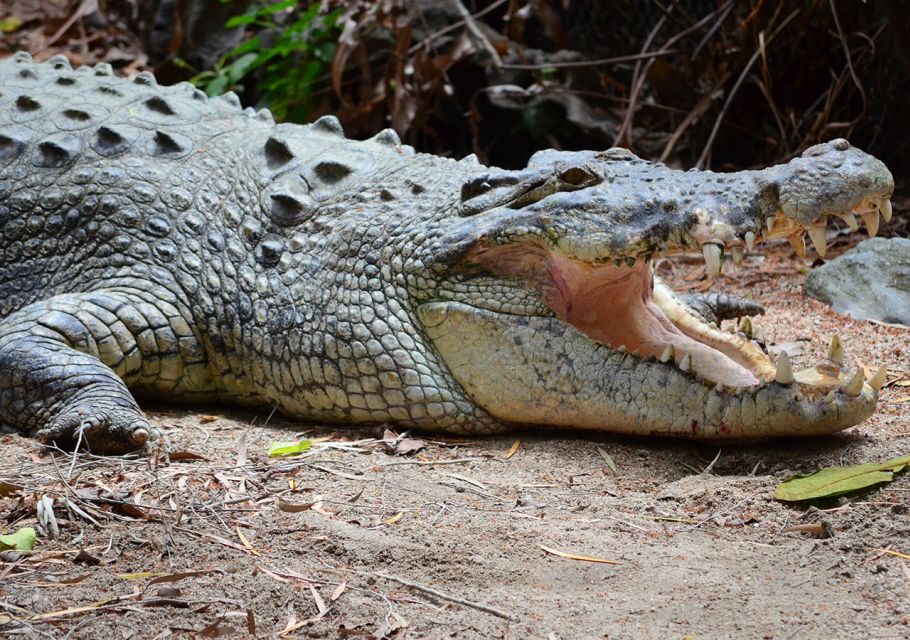 From Cairns: Daintree Wilderness & Cape Tribulation Bus Tour - Common questions