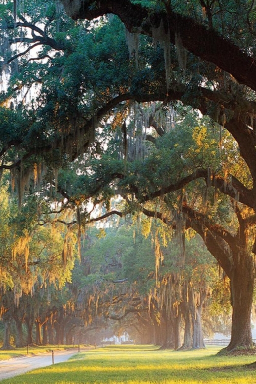 From Charleston: Boone Hall Plantation Entry With Transfers - Common questions