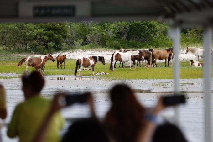 From Chincoteague Island: Assateague Island Boat Tour - Participant Selection and Date Options