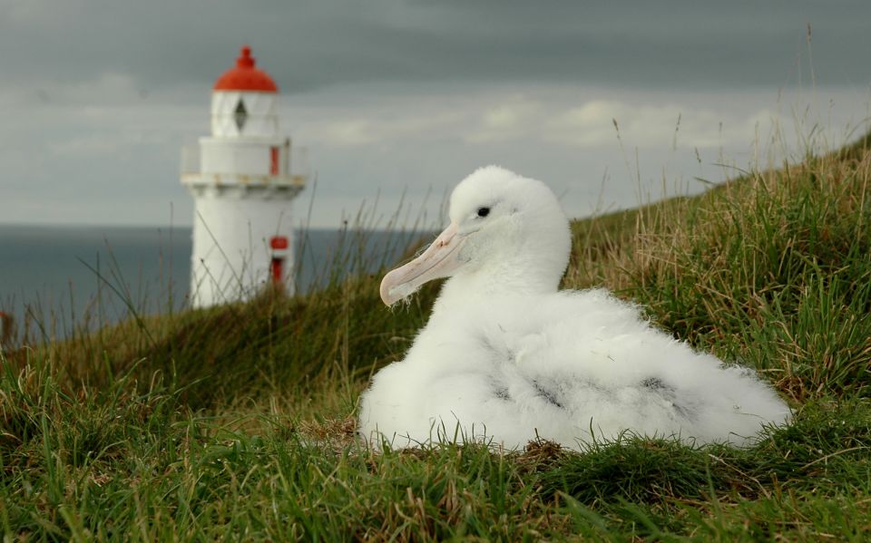 From Dunedin: City, Otago Peninsula & Albatross Guided Tour - Botanic Garden Stroll and Albatross Tour