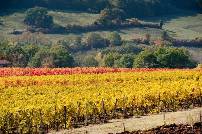 From Florence to Chianti Rufina: Wine Tasting Experience - Background