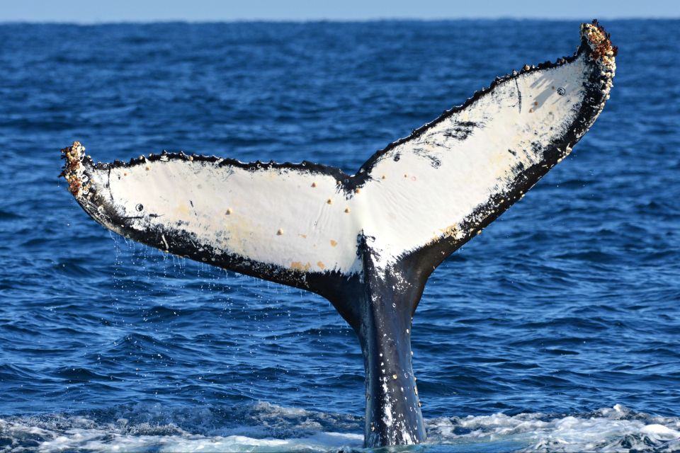 From Fremantle: 2-Hour Luxury Whale-Watching Cruise - Additional Information