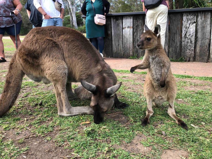 From Haymarket: Hunter Valley Wine and Wildlife Day Trip - Additional Information