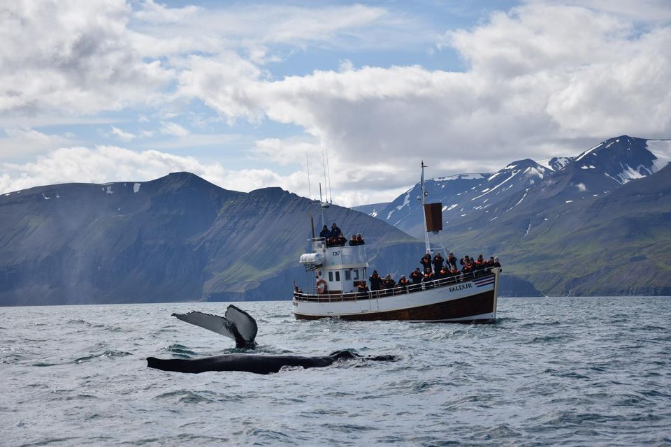 From Húsavík: Traditional Whale Watching Tour - Customer Reviews and Ratings