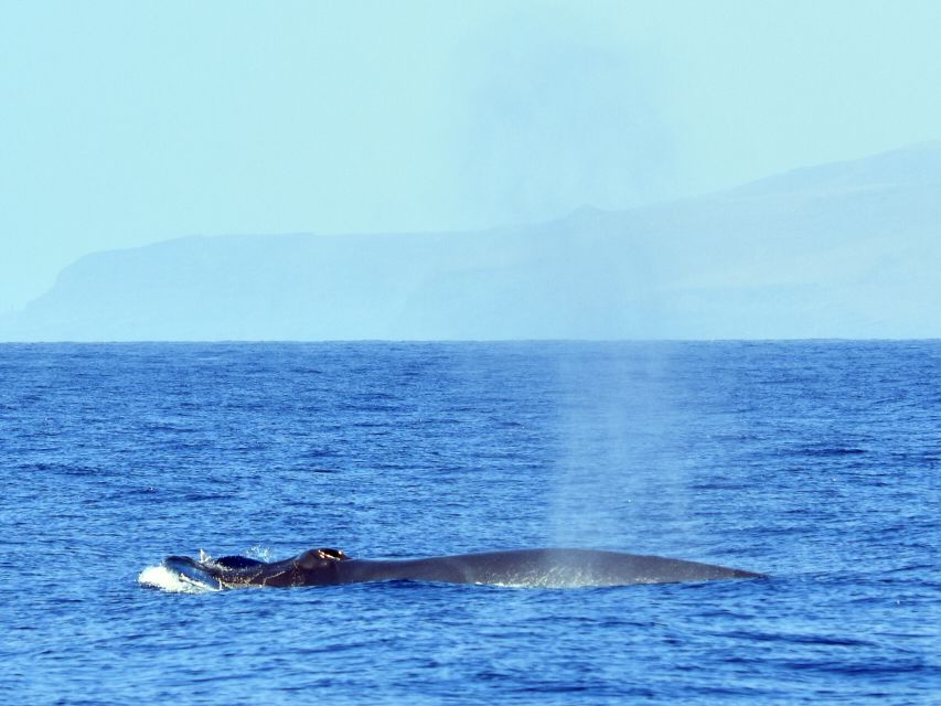 From Los Gigantes: Whale Watching Sailboat Cruise - Location and Recommendations