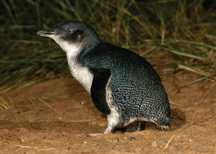 From Melbourne: Phillip Island and Penguin Parade Day Tour - Additional Information
