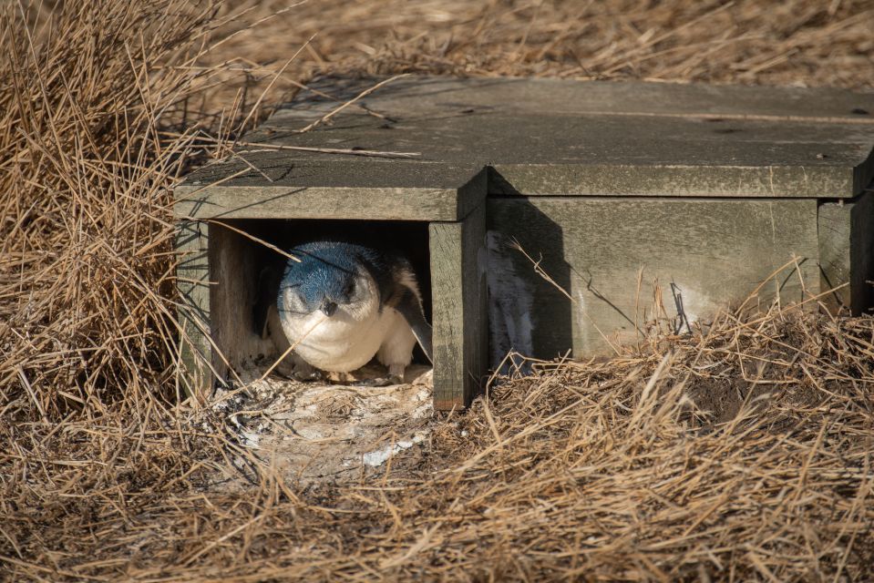 From Melbourne: Phillip Island Penguin Parade Eco Tour - Common questions