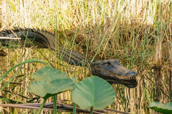 From Miami: Everglades Airboat, Wildlife Show & Bus Transfer - Background Information