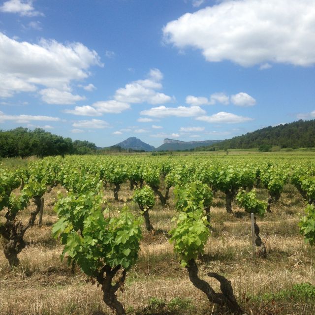 From Montpellier: Pic Saint-Loup Wine and Food Tour - Review Summary