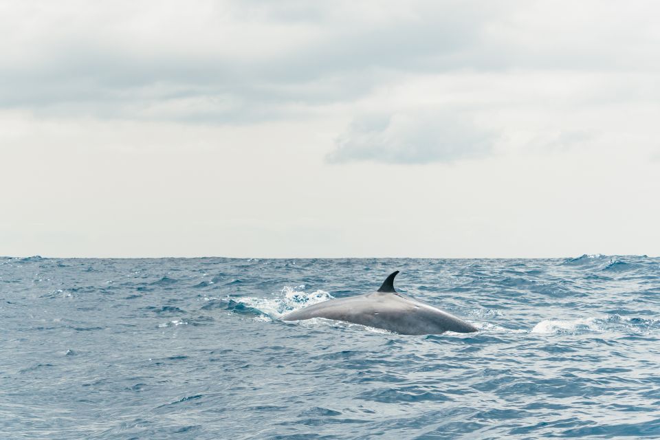 From Morro Jable: Dolphin and Whale Watching by Speedboat - Additional Notes