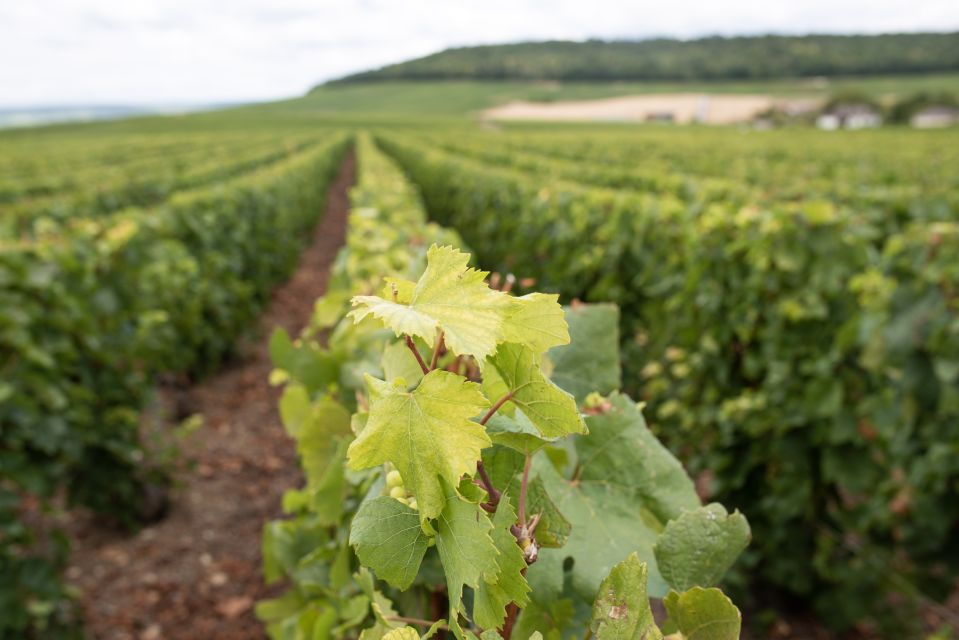 From Reims: Champagne and Family-Run Wineries Tour - Essential Information for Participants