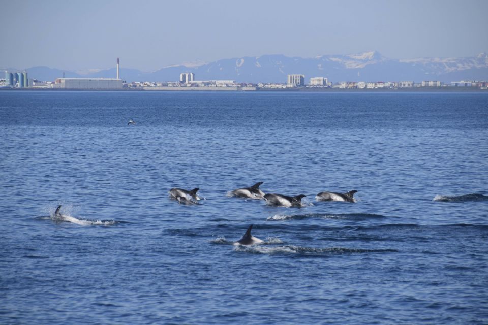 From Reykjavik: Whale Watching Tour by Fast Catamaran - Customer Reviews and Ratings