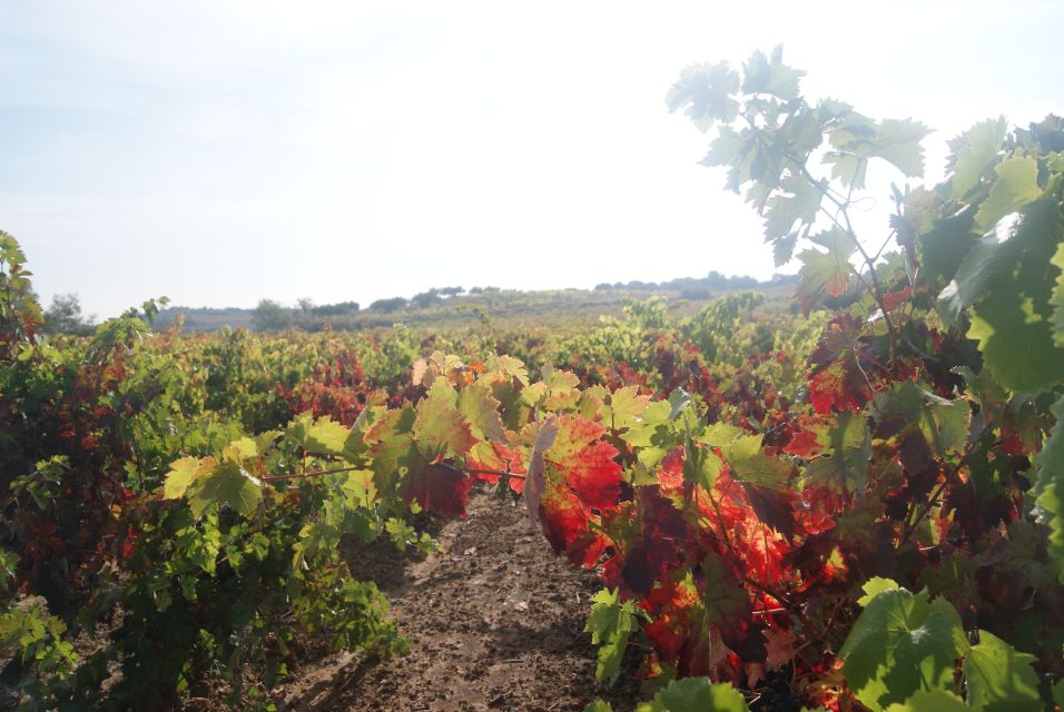 From San Sebastian/Bilbao/Vitoria: La Rioja Wineries Tour - Common questions