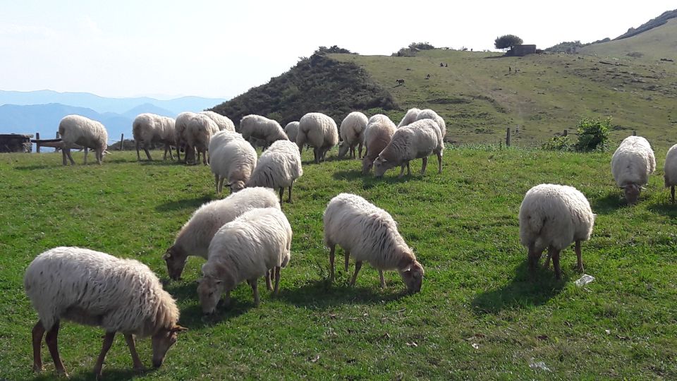 From San Sebastian: French-Basque Countryside Private Tour - Common questions