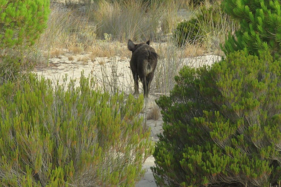 From Seville: Doñana National Park Tour - Customer Testimonials