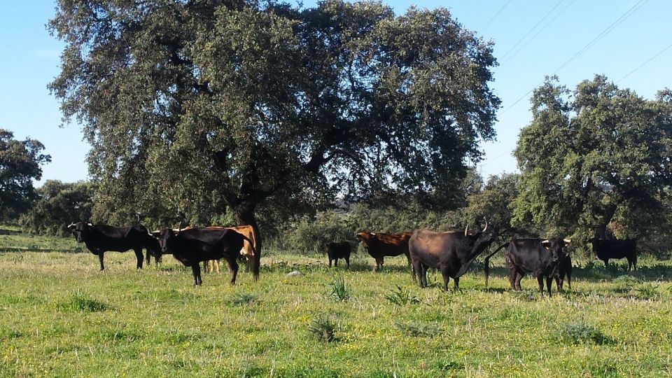 From Seville: Half-Day Bull Breeding Farm Tour - Review Summary