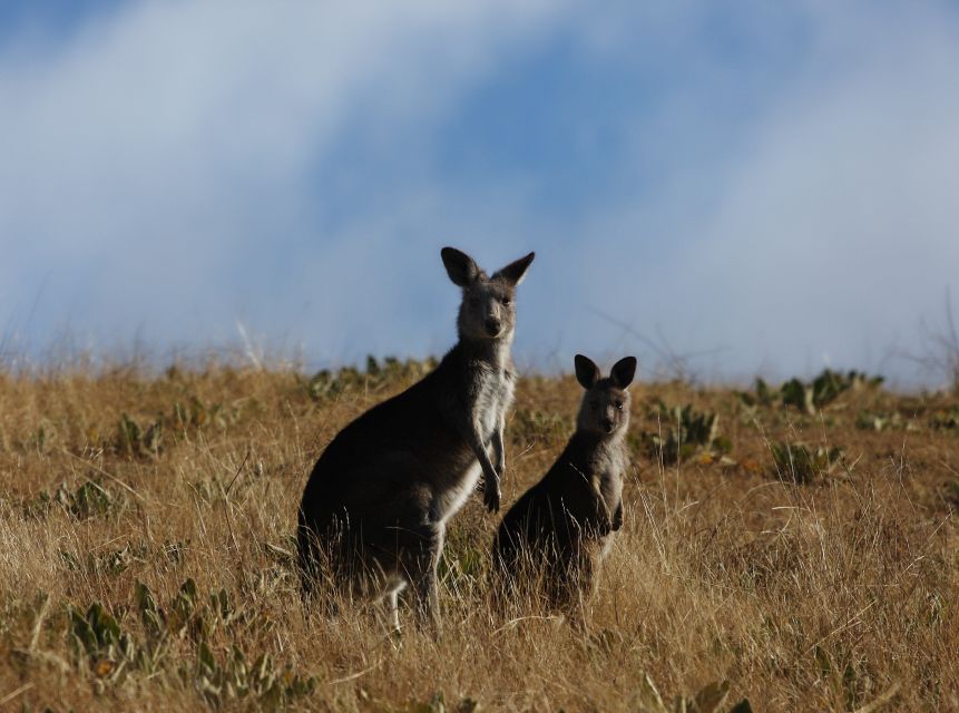 From Sydney: Canberra City Highlights and Floriade Day Tour - Requirements