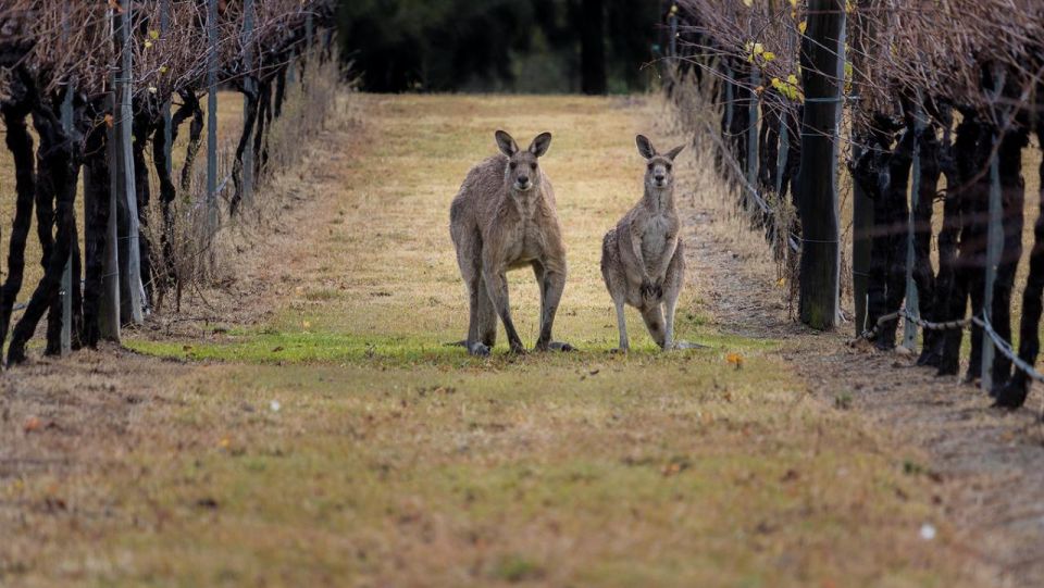 From: Sydney - Hunter Valley Wine Tasting Guided Day Tour - Highlights